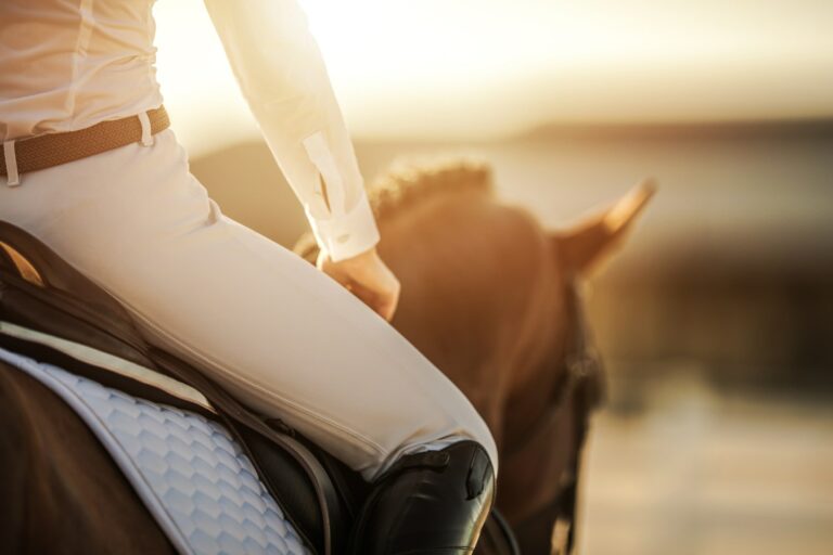 Understanding Equine Insurance Insurance for Horses