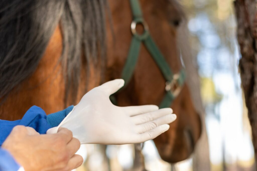 Navigating the World of Equine Insurance in South Africa: Your Questions Answered