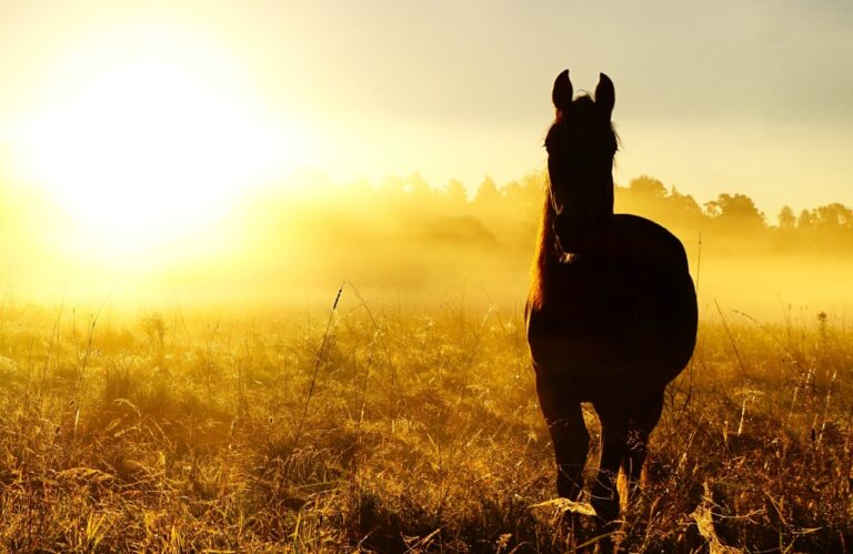 Equine Insurance: The New Norm in the Horse Industry