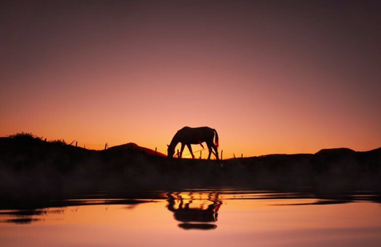 The Endless Benefits of Equine Insurance