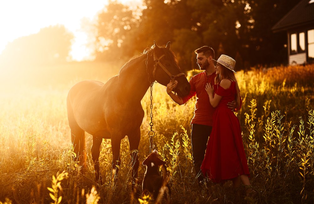 Horse Insurance South Africa