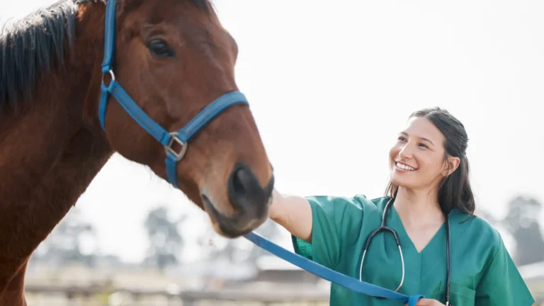 South African horse receiving veterinary care during African Horse Sickness vaccination season.